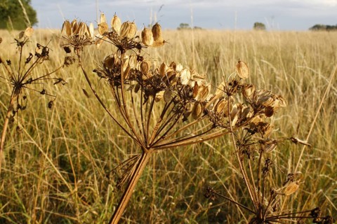 Hogweed
