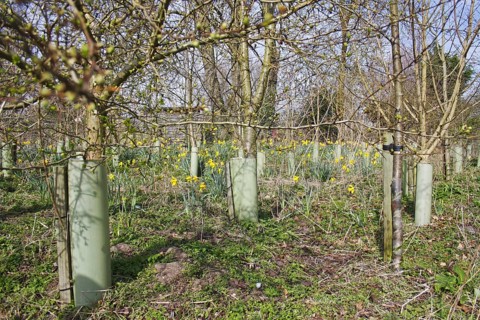 Young trees protected with plastic sleeves