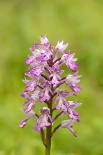 Military Orchid