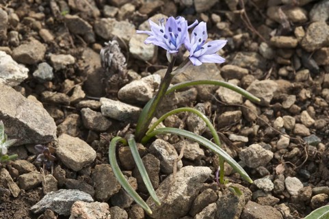 Spring squill