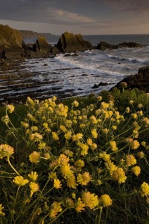 Kidney-vetch
