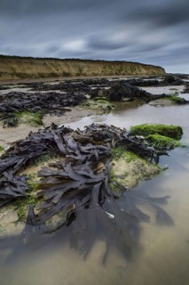 Fronds of Toothtrack