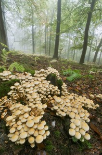 Sulphur tuft