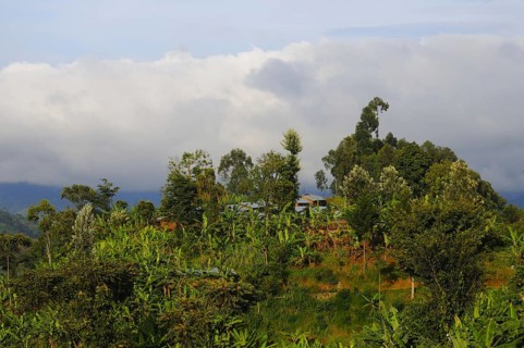 View of village and banana plantation at edge of Nyungwe Forest N. P. Rwanda