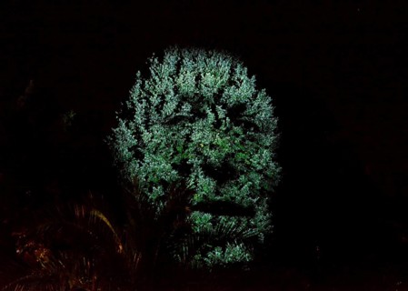 Talking Tree