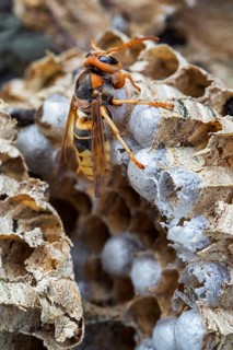 European european hornet
