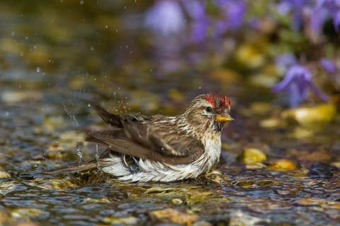 Common redpoll