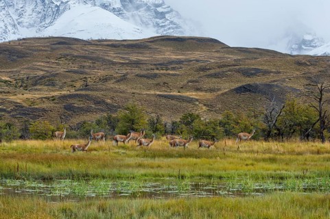 Guanacos