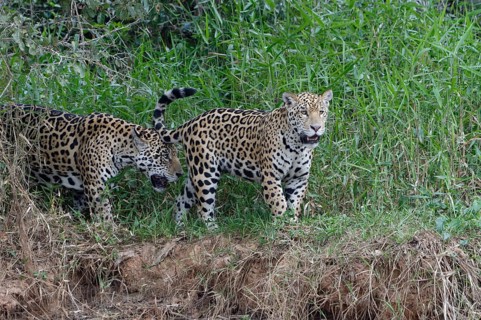 Jaguars