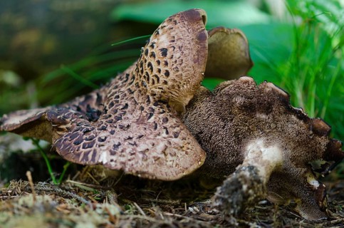 Hawk mushroom