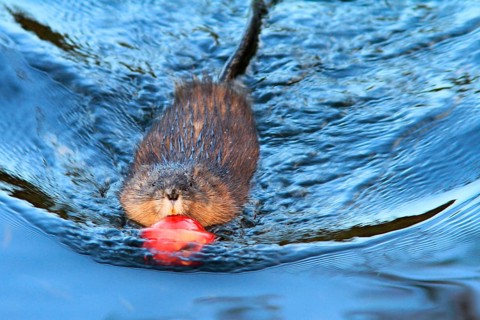 Muskrat