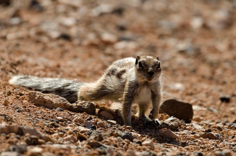Atlas squirrel