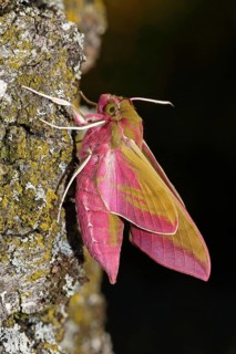 Elephant hawk-moth