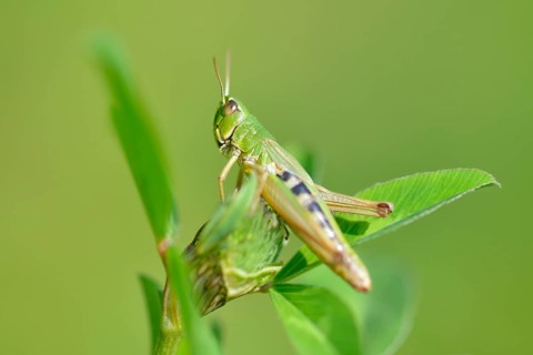 Grasshopper
