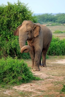 Sri lankan elephant