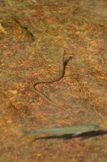 Dice snake