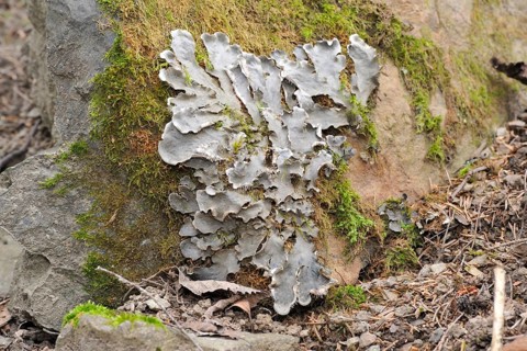 Dog lichen
