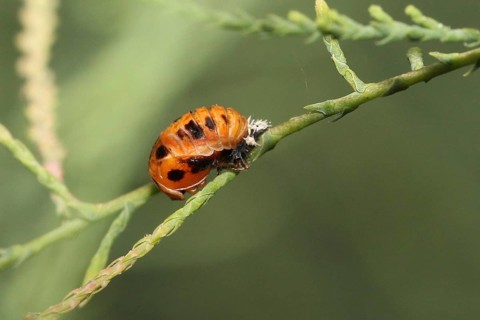 Asian ladybird