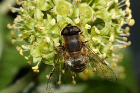 Dung bee