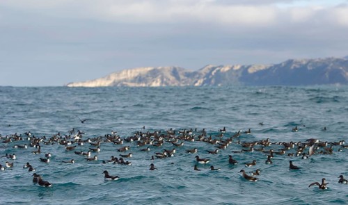 Flock of Hutton's Shearwaters