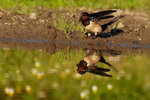Barn swallow