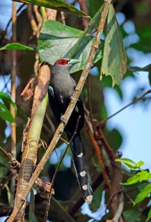 Black-bellied Malkoha