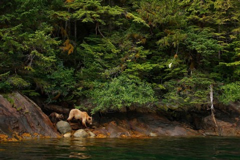 Grizzly bear