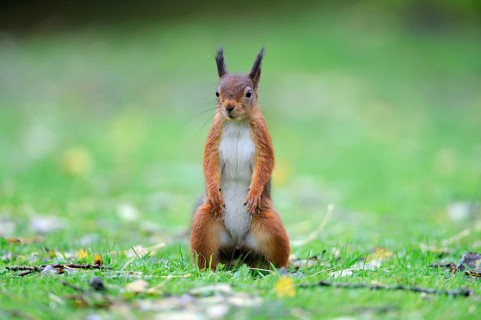 Eurasian red squirrel