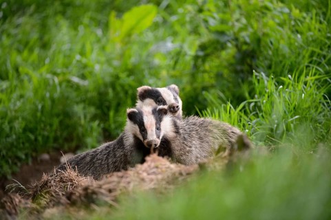 Eurasian Badger