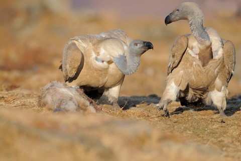 Cape griffon