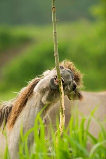 Adult Konik horse