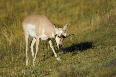 Pronghorn