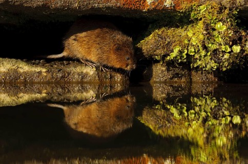 Eastern vole