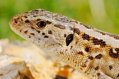Sand lizards