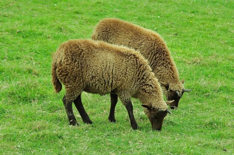 Domestic sheep