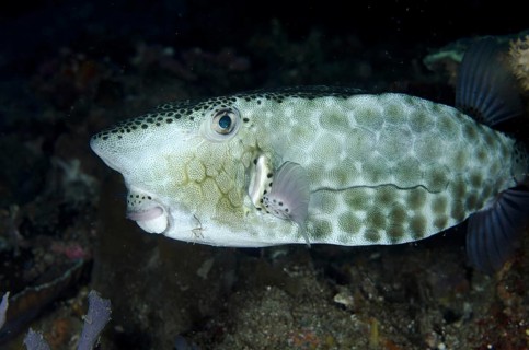 Shortsnout Boxfish