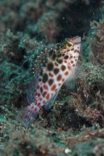 Pointed hawkfish
