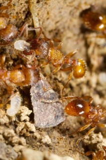 Common Elbowed Red Ant