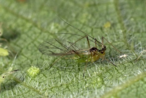Nettle leaf aphid