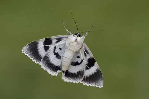Blue underwing