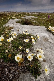 Mountain white dryad