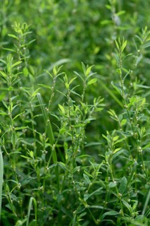 Common knotgrass