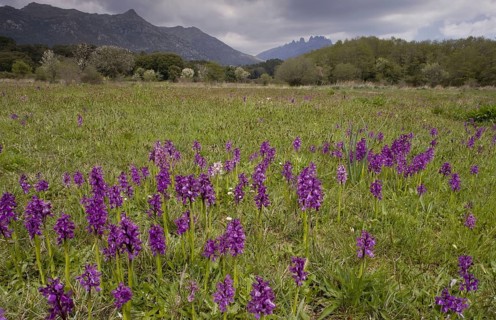 Flowering green-winged orchid