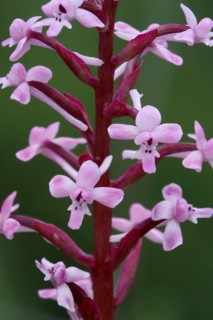 Branciforti's orchid