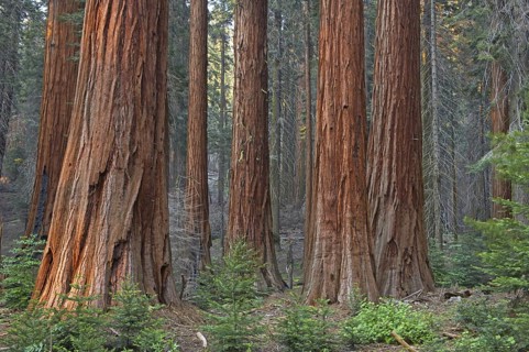 Sequoia gigantea