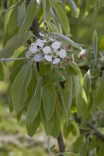 Flower and leaf of
