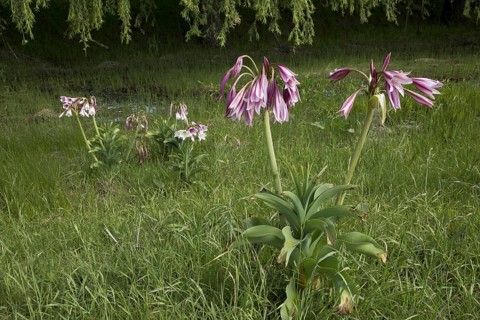 Orange River Lily