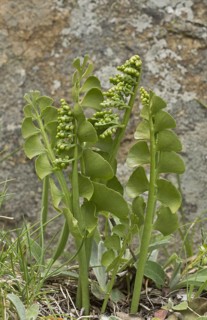 Moonwort