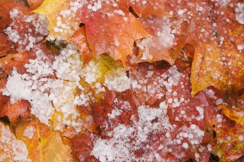 Fallen maple leaves on the forest floor after a hailstorm