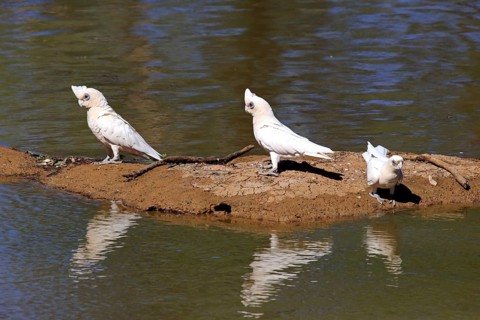 Little corella